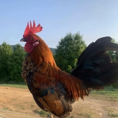 Cliff the Res Rooster 