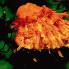 Dad's photography: thorny clamshell on green background.