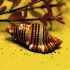 Dad's photography: conch on yellow background.