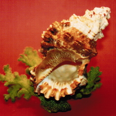 Dad's photography: conch on orange background.