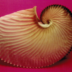 Dad's photography: nautilus on pink background.