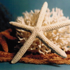 Dad's photography: starfish on blue background.
