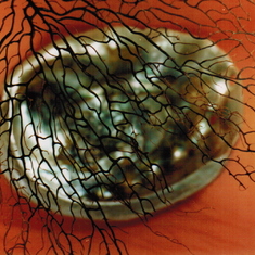 Dad's photography: clamshell on orange background.