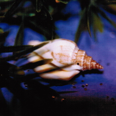 Dad's photography: conch on purple background.