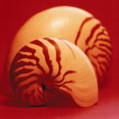 Dad's photography: nautilus on red background.