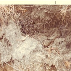 Australia Nov 1976 / Snake next to bivouc area during exercise