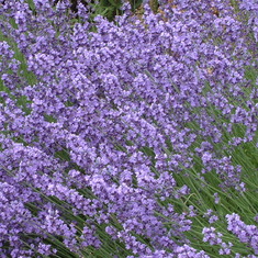 Lavender in Rick's front yard