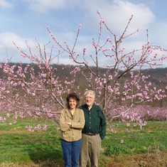 Dad with Carmel at Hartland Orchard, 2012