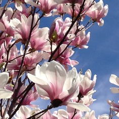 The spring blossoms set against a clear blue sky, that Daddy would have loved!