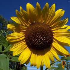 sunflower-757124