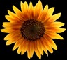 Sunflower Shelly's Favorite