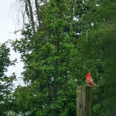 This cardinal appears at the cemetery today when I visited ...when a cardinal appears angels are nea