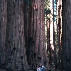 (21) California (Sequoia National Park) - Grandpa Bruce 1984