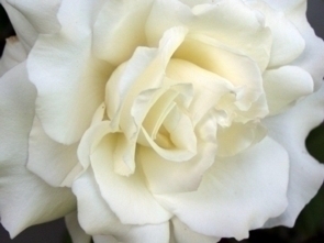 Rosa B. Morris