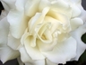 White Rose small