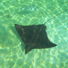 Swimming with the Manta