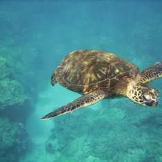 Turtle Buddy swimming closer