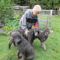 Charlotte with her best friends, 3 poodles