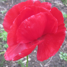Finally a shirley poppy blossom.   The slugs have eaten every plant I have ever had, except this one!