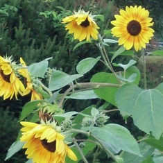 2013 Rosetta Sunflowers