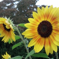 More of Rosetta sunflowers 2013