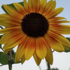 Rosetta Sunflowers live on!