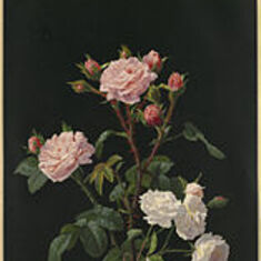 Pink_and_White_Roses_by_Boston_Public_Library