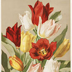 Tulips_(Boston_Public_Library)