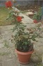 DADS MEMORIAL ROSE 1998   ,THE ROSE IS CALLED ( IN LOVING MEMORY ) VERY BIG BRIGHT RED FLOWERS AND SMELL VERY NICE,