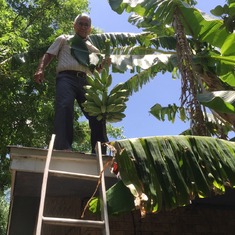 Cutting bananas from his garden.