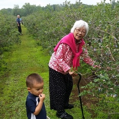 picking blueberries with Hiro
