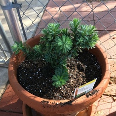 This is a little John plant. I thought you would get a kick out of it Ross because it reminds me of 