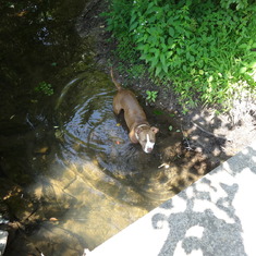 Neighbor's dog in the stream