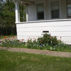 Mom's house today - with the tulips and grape hyacinth still blooming.