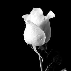 A beautiful white rose now a beautiful symbol of my mother
