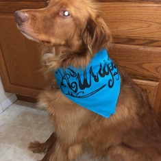 Ryan's best son Bane posing with his new bandanna