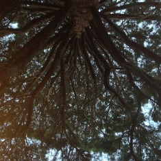 Ryans Tree