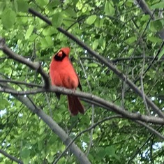 Red Cardinal changed his pose. I know when I see a Red Cardinal that it's my Mama’s Spirit.