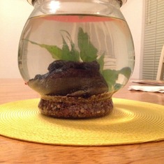 Sammy the Frog in his new home