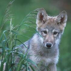 bush-gray-wolves-endangered-species-list-again