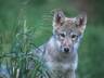 bush-gray-wolves-endangered-species-list-again