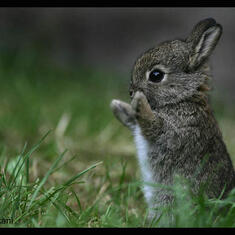 cute_bunny1