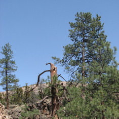 Tree Falling in New Mexico