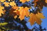 147 4742 Maple Leaves Color
