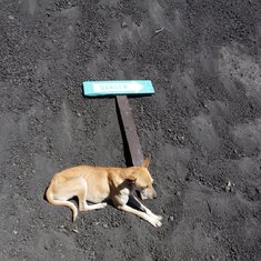 Dog and "danger" sign near crater of Pacaya Volcano