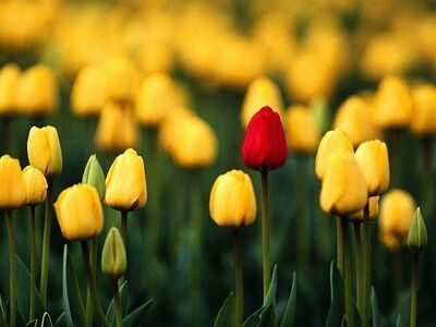 Sarah Williams