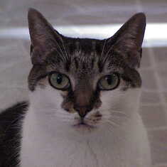Sammi, the cat that Sarita wrote about (see Stories)