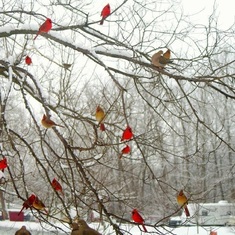 cardinals in trees