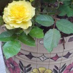 Mummy's favorite rose, very first one, growing in her pot