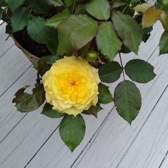 Mummy's Yellow Rose